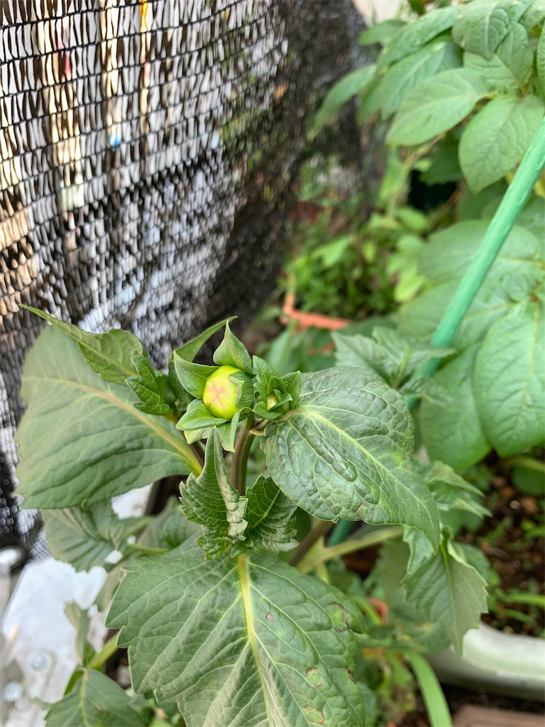 f:id:bat_warmer:20190601093325j:image