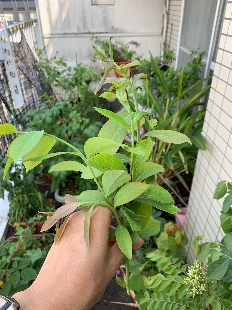 f:id:bat_warmer:20190601093329j:image