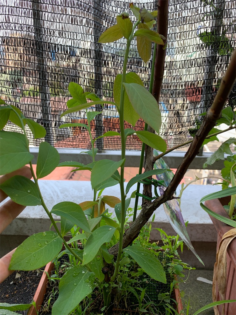 f:id:bat_warmer:20190601093348j:image