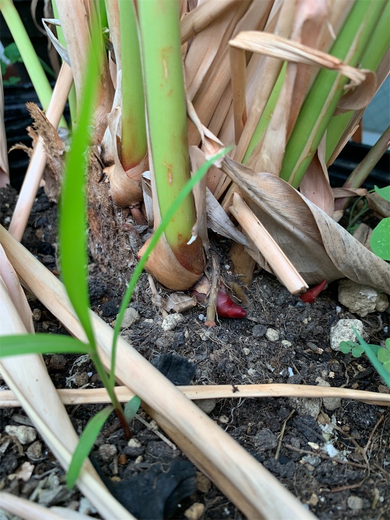 f:id:bat_warmer:20190616095521j:image