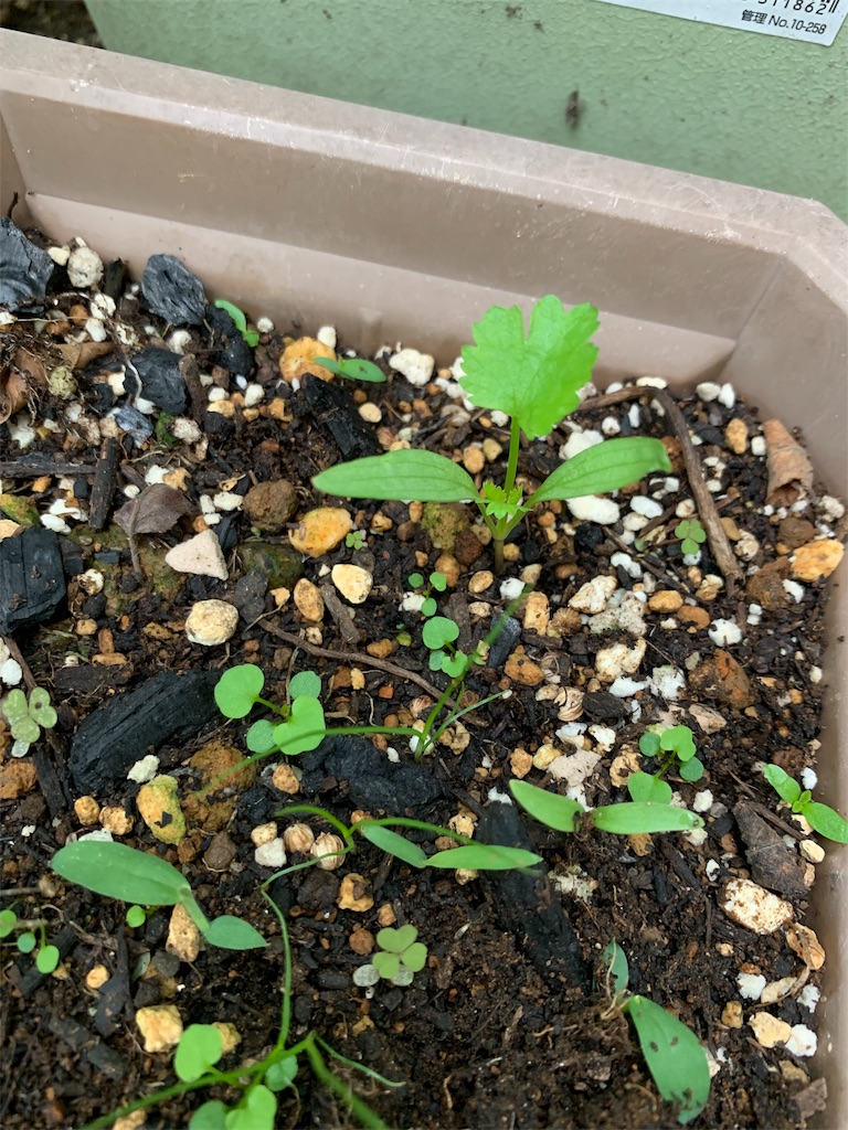 f:id:bat_warmer:20190616095559j:image
