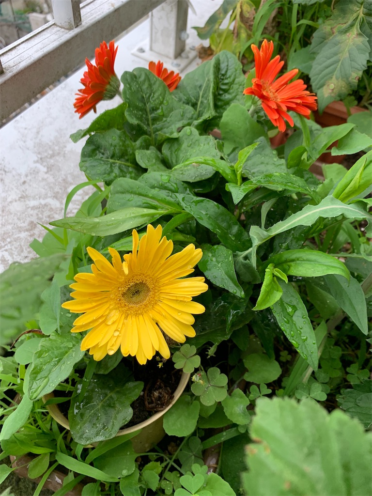 f:id:bat_warmer:20190616095852j:image