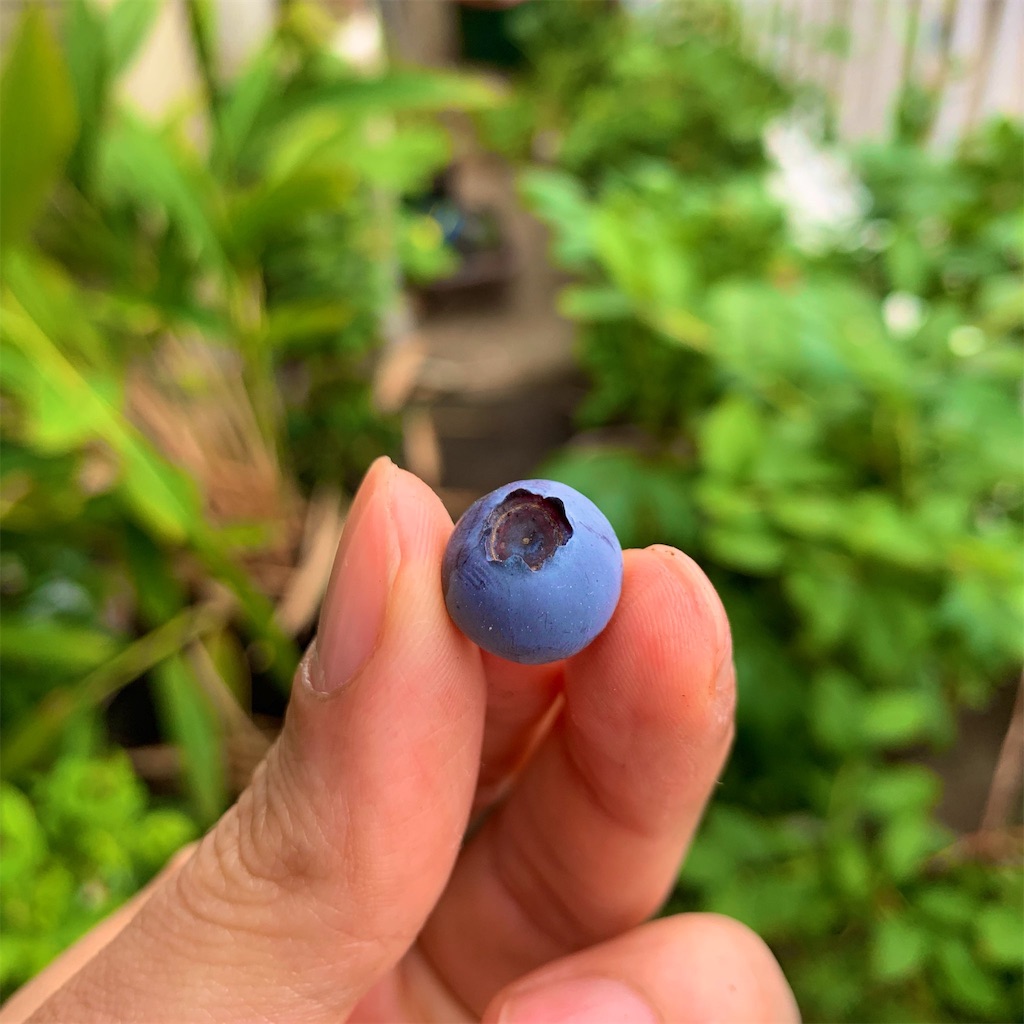 f:id:bat_warmer:20190616102034j:image