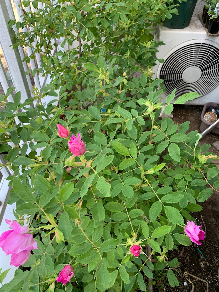 f:id:bat_warmer:20200524103205j:image