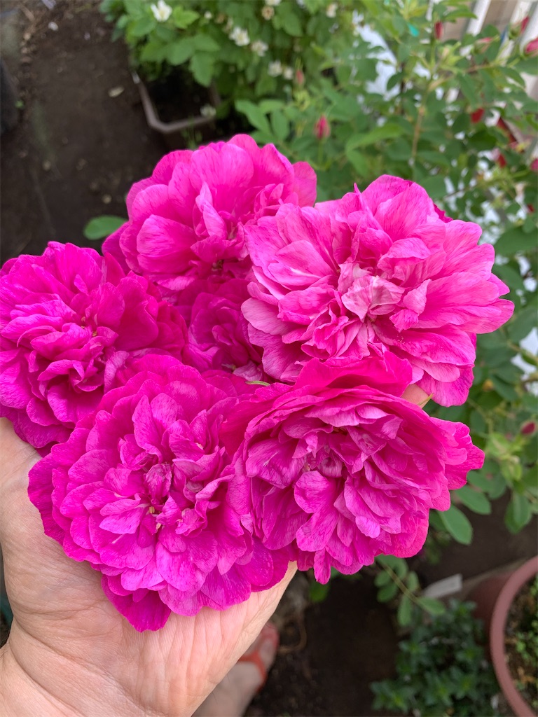 f:id:bat_warmer:20200524103545j:image