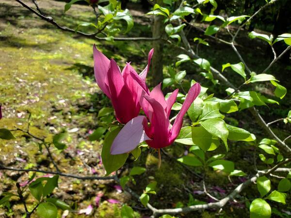 濾胞性リンパ腫寛解から8ヶ月22日 おひとりさまの悪性リンパ腫治療ブログ