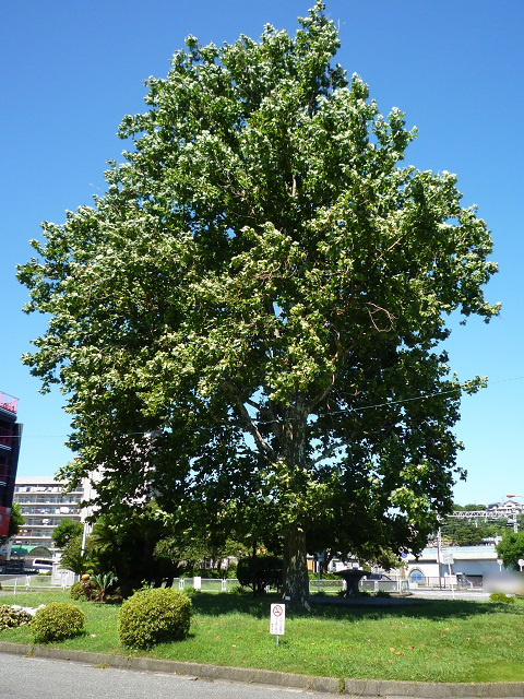 f:id:bata_sun:20160802145211j:plain