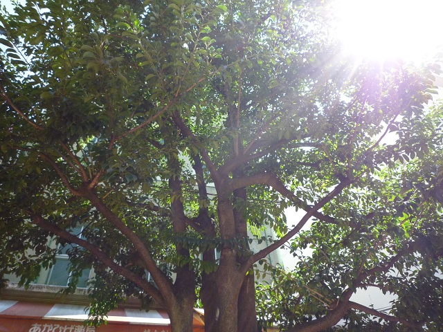 f:id:bata_sun:20160916195749j:plain