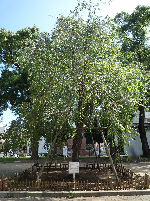 f:id:bata_sun:20160917072540j:plain