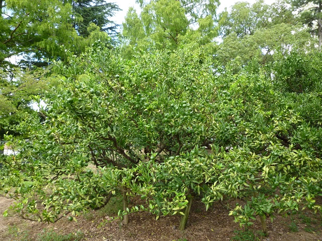 f:id:bata_sun:20161009173933j:plain