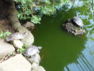 f:id:bata_sun:20161031192230j:plain f:id:bata_sun:20161031192230j:plain