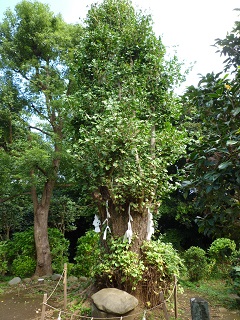 f:id:bata_sun:20161101193857j:plain