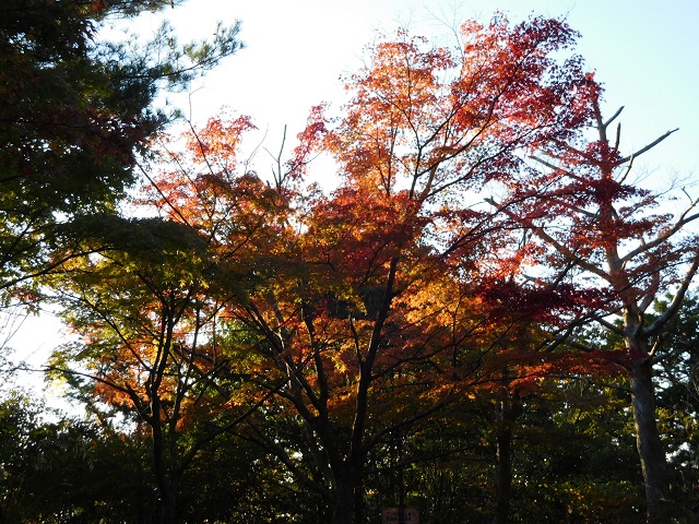 f:id:bata_sun:20161116192839j:plain