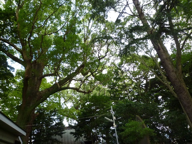 f:id:bata_sun:20161128201353j:plain