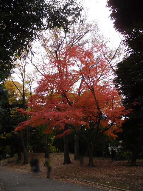 f:id:bata_sun:20161207155218j:plain