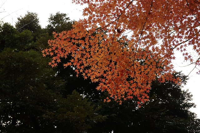 f:id:bata_sun:20161207215933j:plain