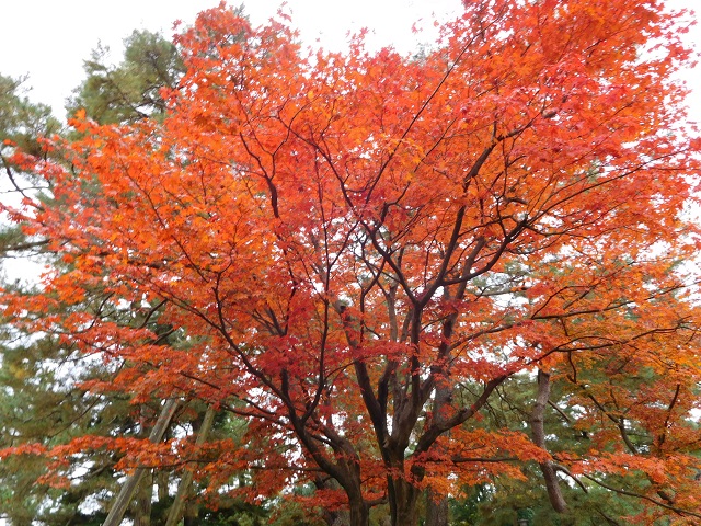 f:id:bata_sun:20161218171558j:plain f:id:bata_sun:20161218171558j:plain