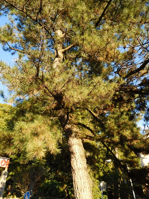 f:id:bata_sun:20170125143812j:plain f:id:bata_sun:20170125143812j:plain