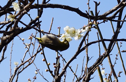 f:id:bata_sun:20170208174908j:plain