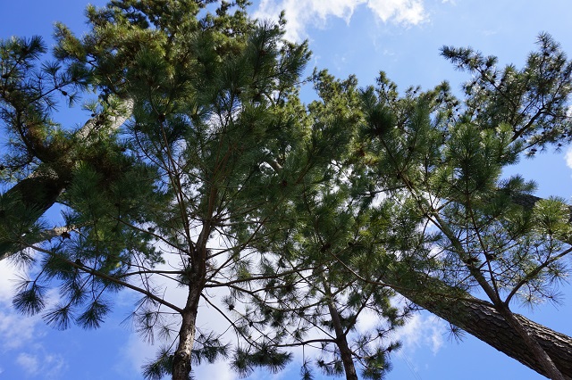 f:id:bata_sun:20170223134020j:plain