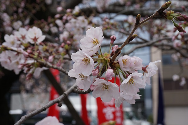 f:id:bata_sun:20170413092818j:plain