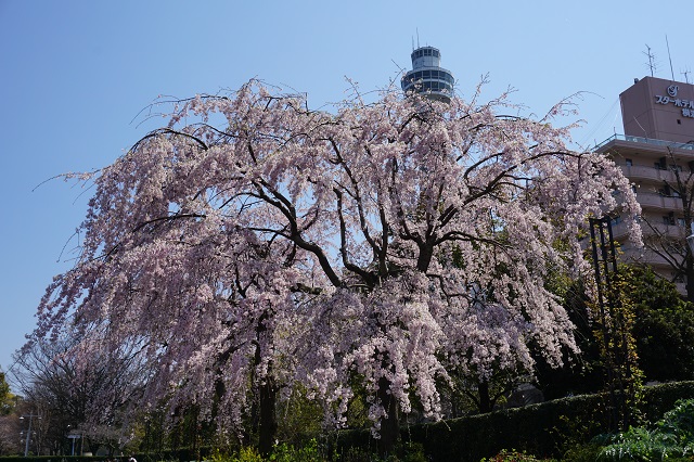 f:id:bata_sun:20170414065228j:plain f:id:bata_sun:20170414065228j:plain