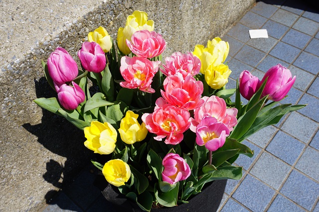 f:id:bata_sun:20170414065301j:plain f:id:bata_sun:20170414065301j:plain