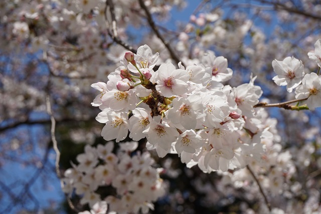 f:id:bata_sun:20170414072831j:plain f:id:bata_sun:20170414072831j:plain