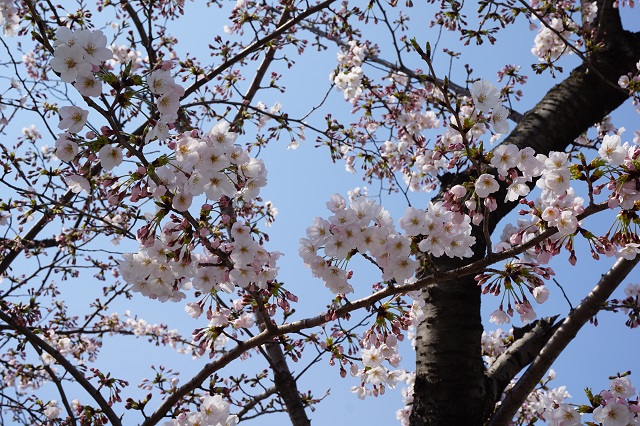 f:id:bata_sun:20170415215450j:plain