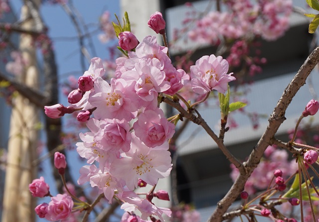 f:id:bata_sun:20170415221403j:plain