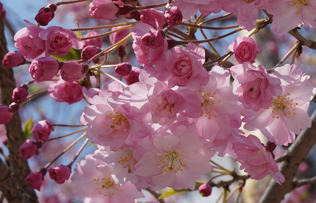 f:id:bata_sun:20170415221413j:plain