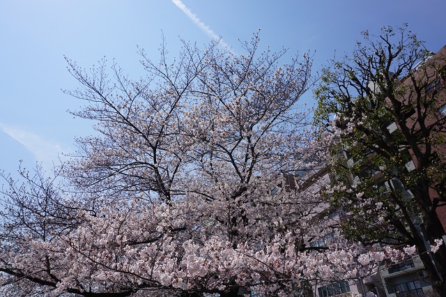 f:id:bata_sun:20170415221915j:plain