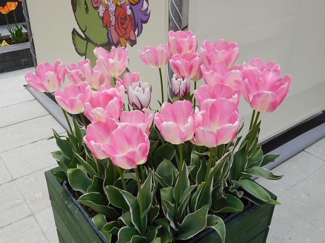 f:id:bata_sun:20170417215559j:plain f:id:bata_sun:20170417215559j:plain