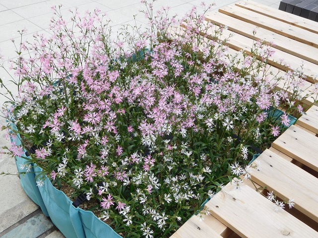 f:id:bata_sun:20170417215800j:plain f:id:bata_sun:20170417215800j:plain