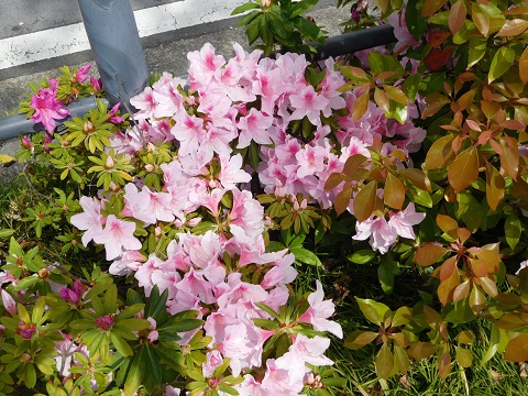 f:id:bata_sun:20170417221041j:plain f:id:bata_sun:20170417221041j:plain