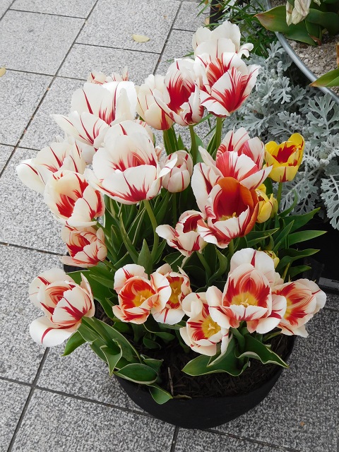 f:id:bata_sun:20170417225229j:plain f:id:bata_sun:20170417225229j:plain