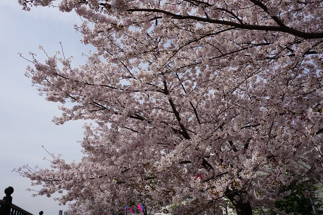 f:id:bata_sun:20170419220246j:plain