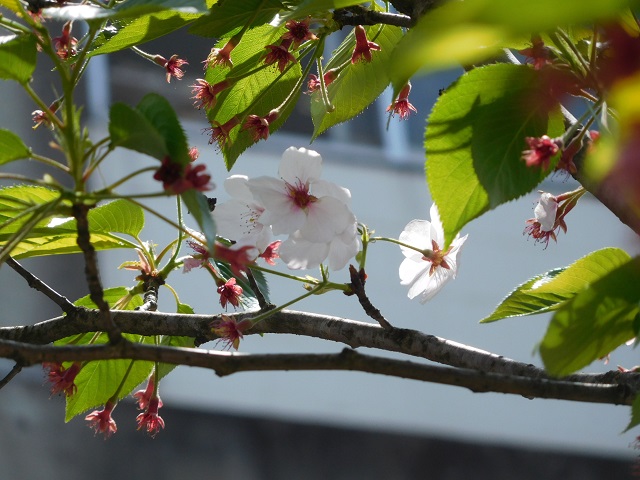 f:id:bata_sun:20170425081053j:plain f:id:bata_sun:20170425081053j:plain