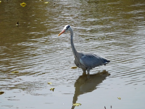 f:id:bata_sun:20170514091526j:plain