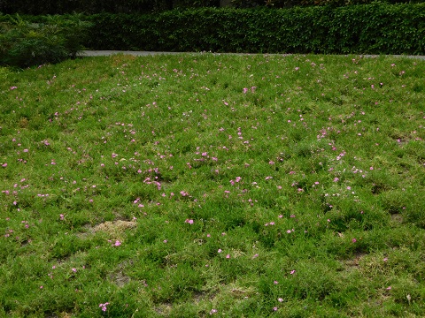 f:id:bata_sun:20170521105752j:plain