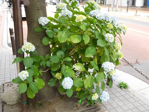 f:id:bata_sun:20170612134817j:plain