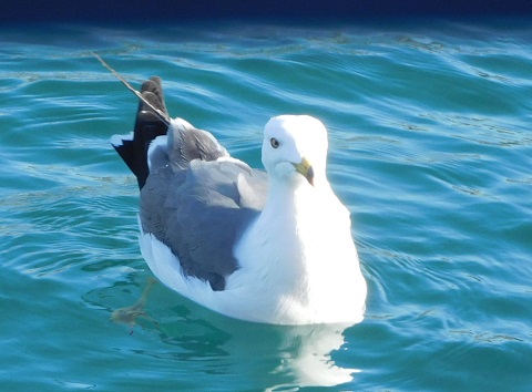 f:id:bata_sun:20170710201018j:plain