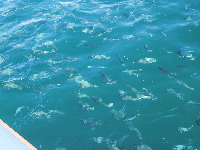 f:id:bata_sun:20170710202417j:plain