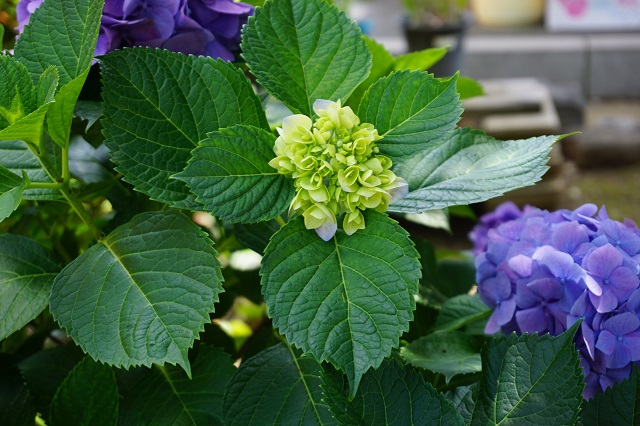 f:id:bata_sun:20170807063859j:plain