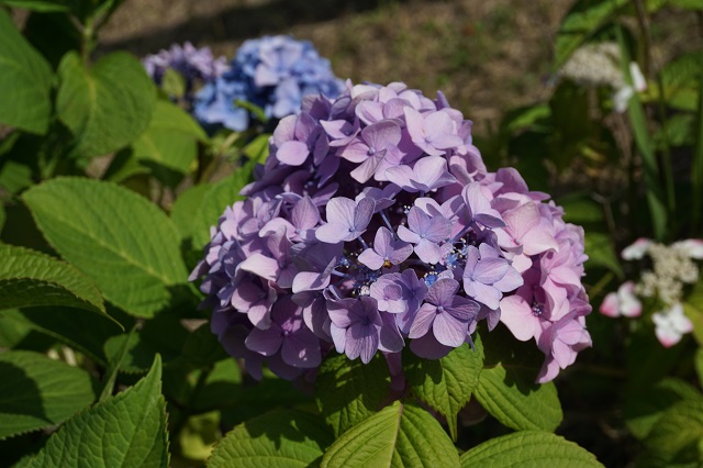 f:id:bata_sun:20170807192424j:plain