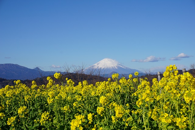 f:id:bata_sun:20180112192424j:plain f:id:bata_sun:20180112192424j:plain