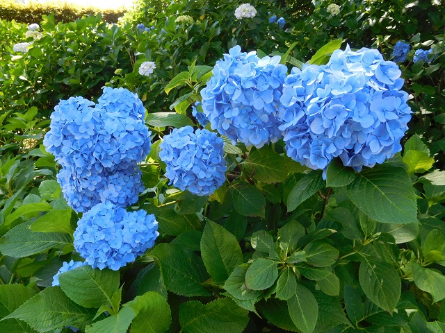 f:id:bata_sun:20180609223731j:plain