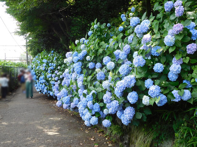 王子 飛鳥山公園 の紫陽花が見頃でした Bataさんぽ