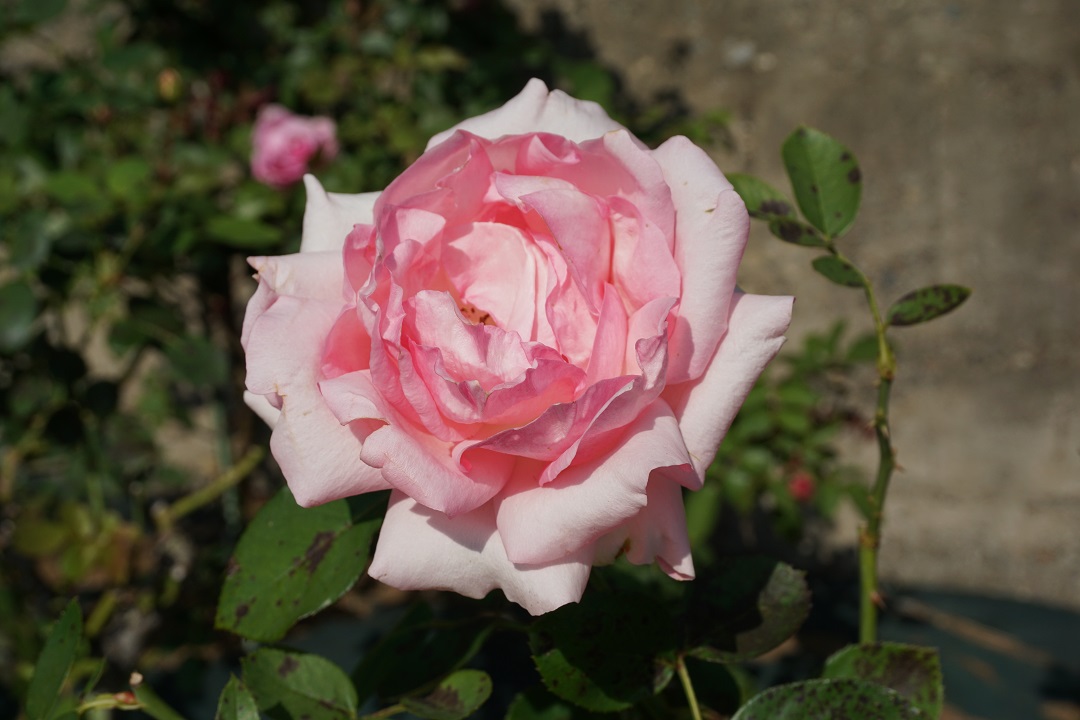 f:id:bata_sun:20191109174215j:plain f:id:bata_sun:20191109174215j:plain