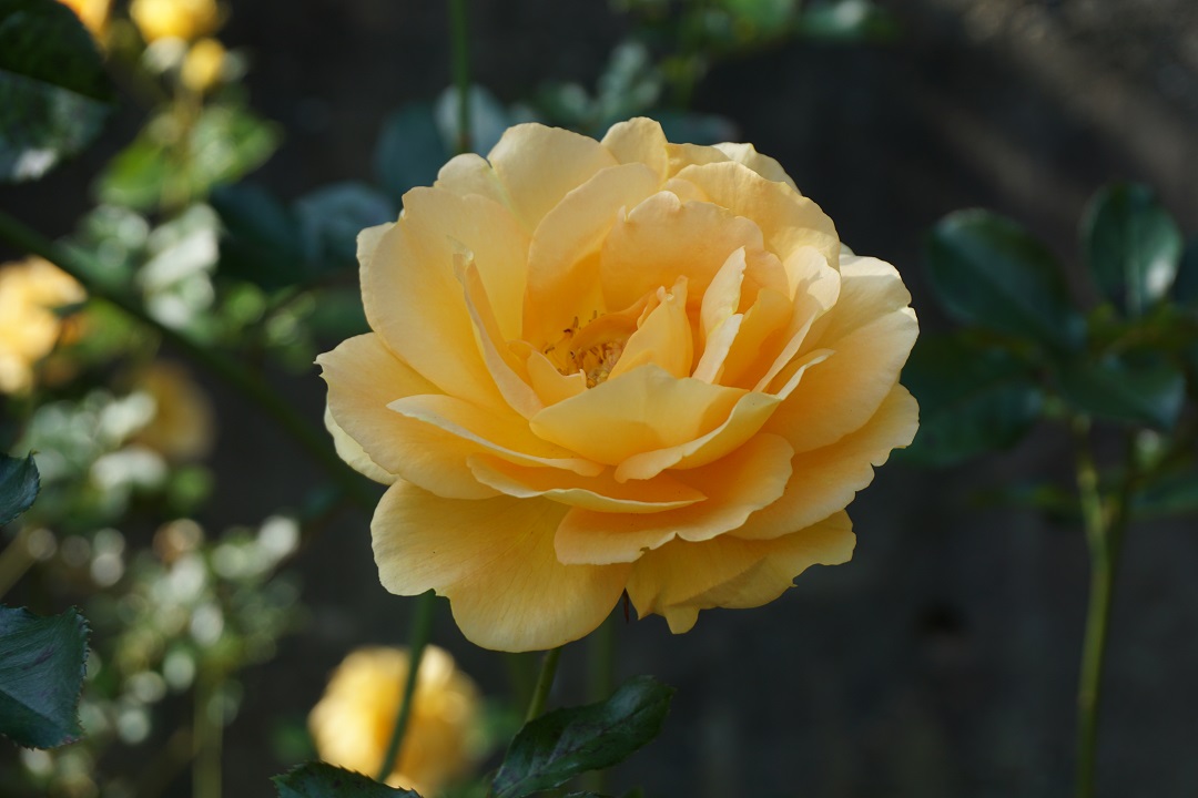 f:id:bata_sun:20191109174225j:plain f:id:bata_sun:20191109174225j:plain